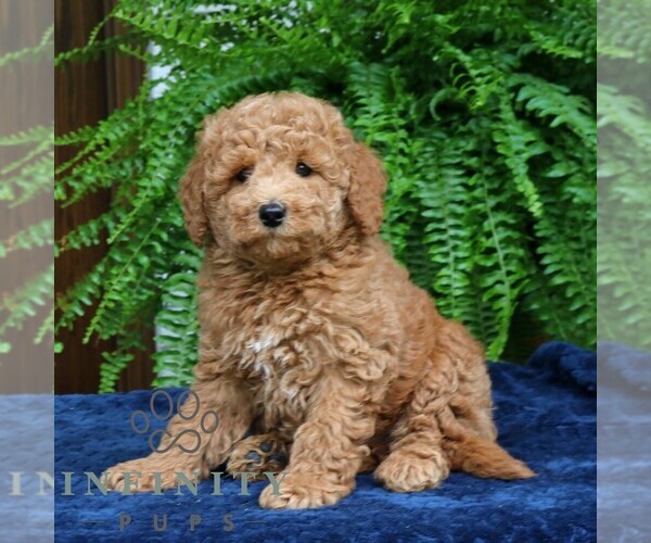 Medium Photo #2 Goldendoodle (Miniature) Puppy For Sale in NARVON, PA, USA