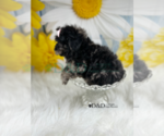 Small Photo #7 YorkiePoo Puppy For Sale in RIPLEY, MS, USA