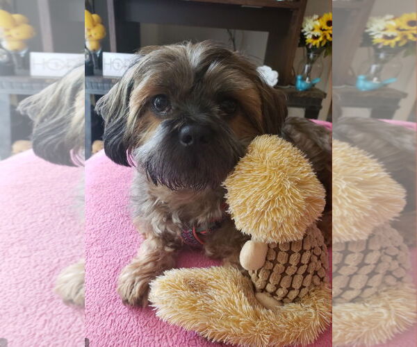 Medium Photo #3 Shih Tzu-Unknown Mix Puppy For Sale in Greensboro, NC, USA