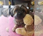 Small #2 Shih Tzu Mix