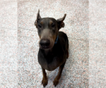 Small Photo #4 Doberman Pinscher Puppy For Sale in Buffalo, MN, USA