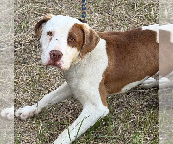 Medium Photo #1 Mutt Puppy For Sale in Tarboro, NC, USA