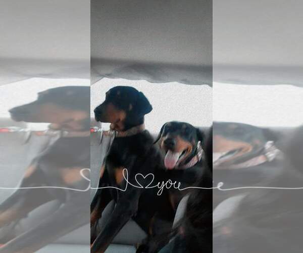 Medium Photo #14 Doberman Pinscher Puppy For Sale in Escondido, CA, USA