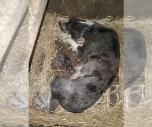 Mother of the Catahoula Bulldog puppies born on 08/07/2023
