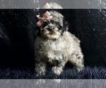 Small Photo #13 Poodle (Miniature) Puppy For Sale in WARSAW, IN, USA