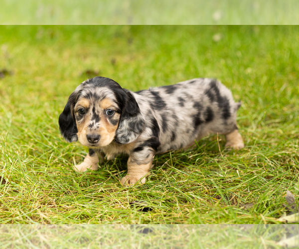 Medium Photo #21 Dachshund Puppy For Sale in MILFORD, IN, USA