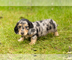 Puppy 5 Dachshund