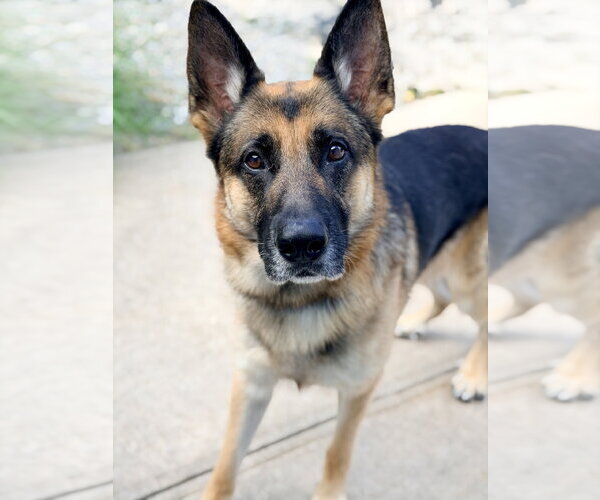 Medium Photo #1 German Shepherd Dog Puppy For Sale in Jackson , NJ, USA