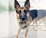 Small German Shepherd Dog