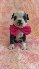 Boston Terrier Puppy for sale in LANCASTER, PA, USA