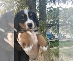 Small #9 Bernese Mountain Dog