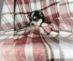 Small Photo #5 Pomsky Puppy For Sale in KENTWOOD, MI, USA