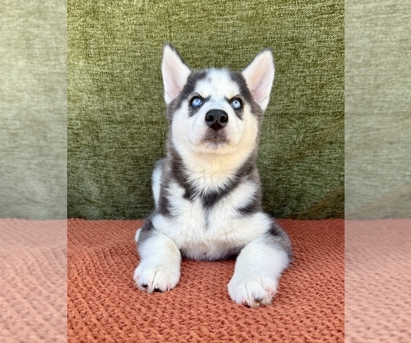 Medium Photo #9 Siberian Husky Puppy For Sale in OCALA, FL, USA