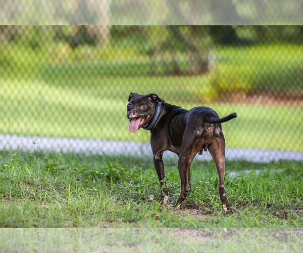 Medium Photo #4 Mutt Puppy For Sale in  Gainesville, FL, USA