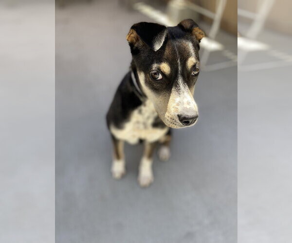 Medium Photo #2 Mutt Puppy For Sale in Salinas, CA, USA