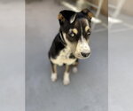 Small #1 Mutt