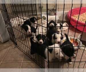 Border Collie Puppy for sale in BROOKSVILLE, FL, USA