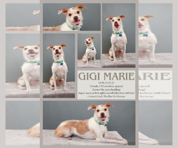 Medium Photo #1 Mutt Puppy For Sale in Queen Creek, AZ, USA