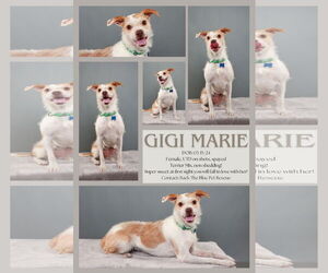 Mutt Dogs for adoption in Queen Creek, AZ, USA