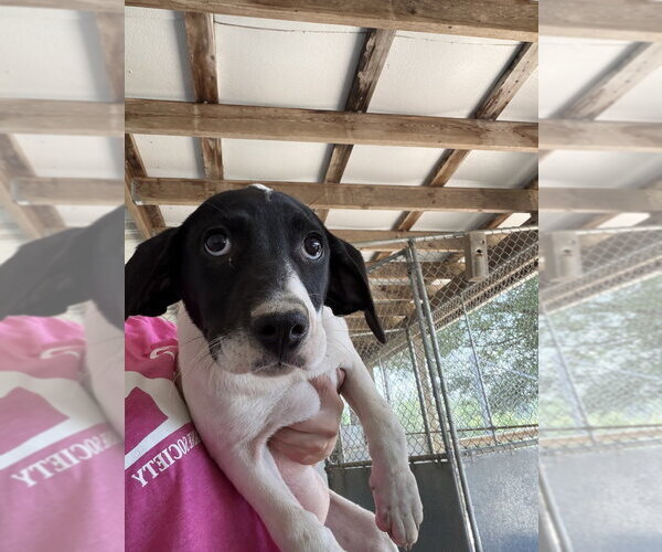 Medium Photo #1 Mutt Puppy For Sale in Linton, IN, USA