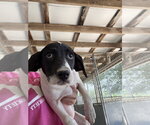 Small Mutt