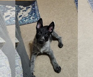 Australian Cattle Dog Puppy for sale in LAURENS, SC, USA