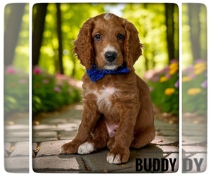 Goldendoodle (Miniature) Puppy for sale in ORANGE PARK, FL, USA