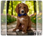 Image preview for Ad Listing. Nickname: Buddy