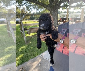 Labradoodle Puppy for sale in SALUDA, SC, USA