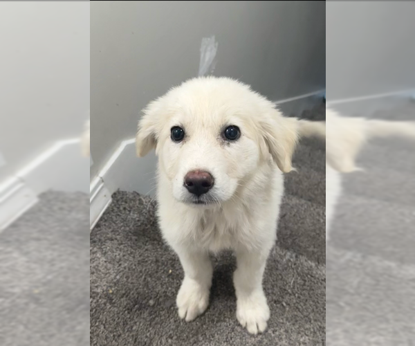 Medium Photo #4 Great Pyrenees Puppy For Sale in MIDWAY, UT, USA