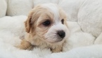 Small Photo #1 Maltipoo Puppy For Sale in LA MIRADA, CA, USA