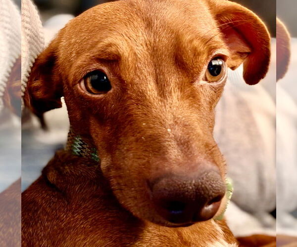 Medium Photo #2 Dachshund-Unknown Mix Puppy For Sale in Omaha, NE, USA