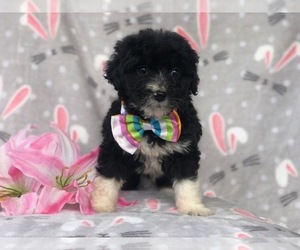 Aussiedoodle Puppy for sale in LAKELAND, FL, USA