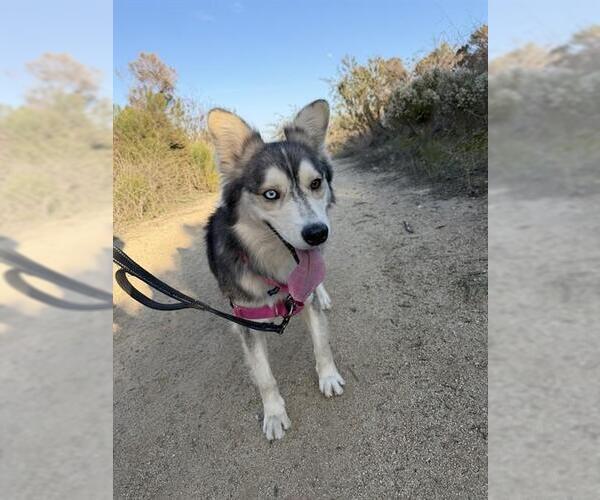 Medium Photo #1 Siberian Husky-Unknown Mix Puppy For Sale in Chula Vista, CA, USA
