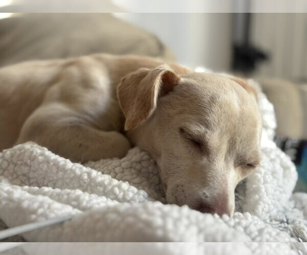 Medium Photo #4 Chihuahua-Unknown Mix Puppy For Sale in Visalia, CA, USA