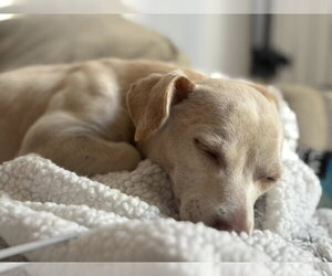 Dingo - Male Chihuahua-Unknown Mix Dog for Adoption - Photo #4