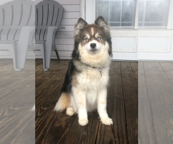 Medium Photo #1 Pomsky Puppy For Sale in SAVOY, MA, USA