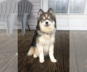 Father of the Pomsky puppies born on 05/31/2026
