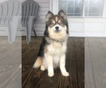 Small Photo #1 Pomsky Puppy For Sale in SAVOY, MA, USA