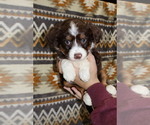 Small Photo #10 Miniature Australian Shepherd Puppy For Sale in ADAIR VILLAGE, OR, USA