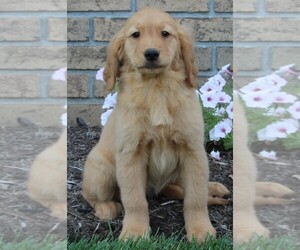 Golden Retriever Puppy for sale in FREDERICKSBURG, OH, USA