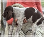 Small #1 German Shorthaired Pointer-German Wirehaired Pointer Mix