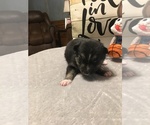 Puppy 2 Pomeranian-Pomsky Mix