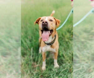 Labrador Retriever-Unknown Mix Dogs for adoption in Columbus, IN, USA