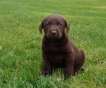 Puppy June Labrador Retriever