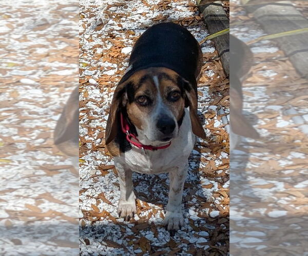 Medium Photo #7 Beagle Puppy For Sale in Dunnellon, FL, USA