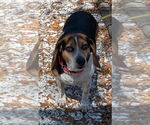 Small #6 Beagle