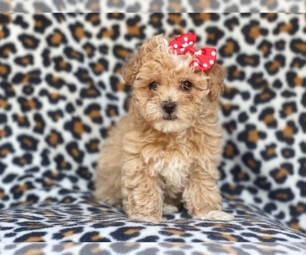 Medium Photo #10 Poovanese Puppy For Sale in LAKELAND, FL, USA