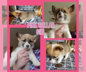 Pembroke Welsh Corgi Puppy for sale in URBANA, IL, USA