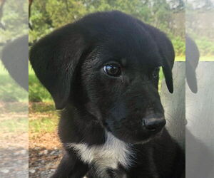 Dachshund-Unknown Mix Dogs for adoption in Wakefield, RI, USA